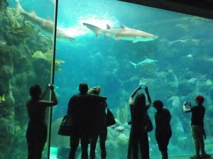 Florida Aquarium 2013